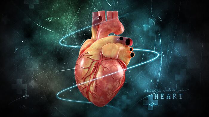 3d rendering Human Heart