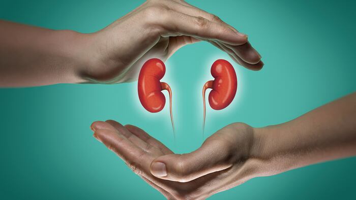 Kidneys