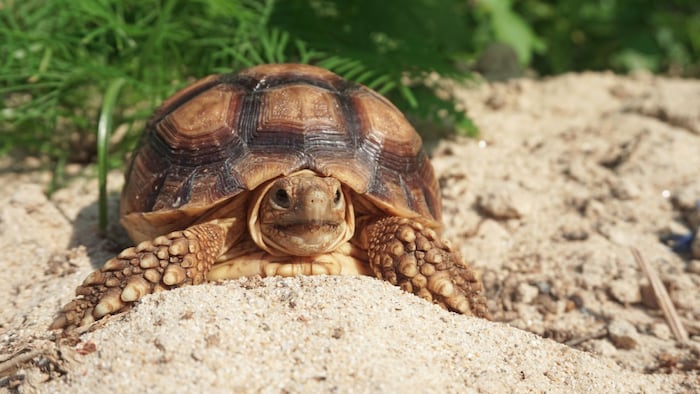 turtle