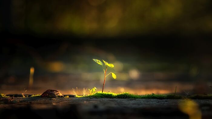 Plant