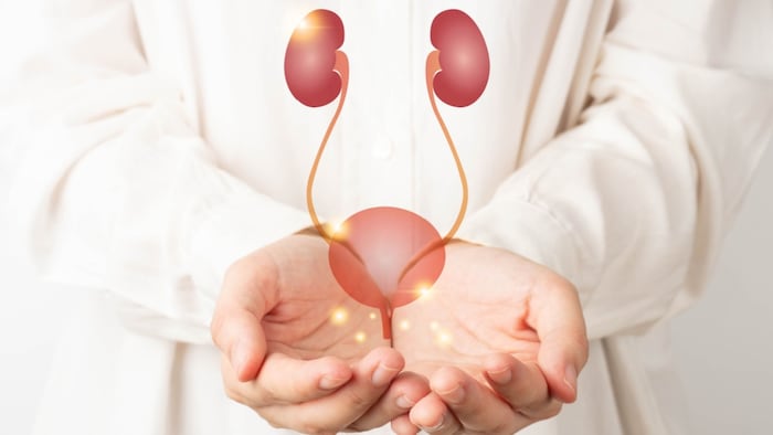 Urinary System