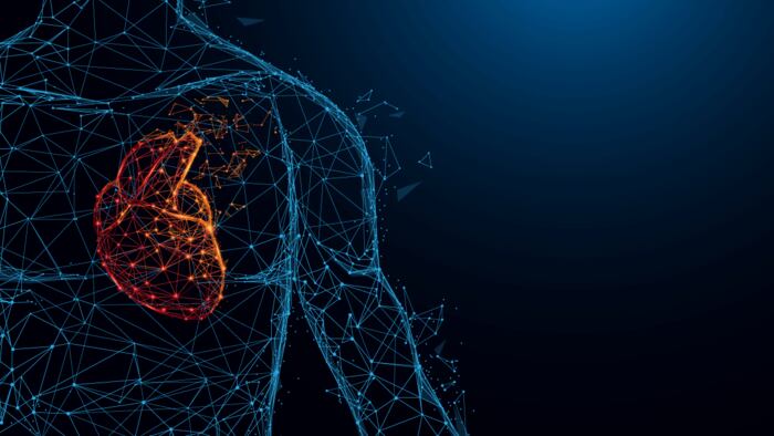 Human Heart network