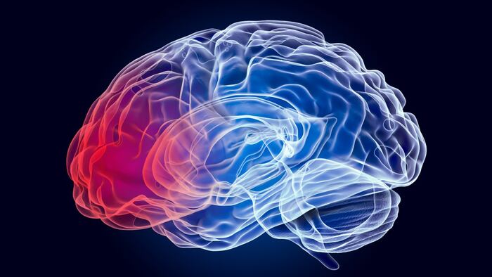 Brain Parkinsons etc