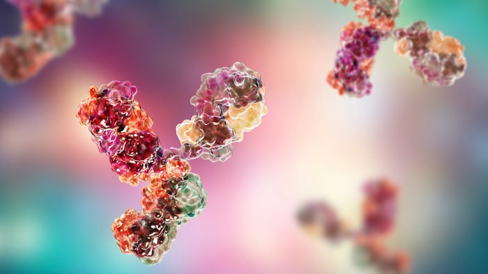 Molecular model of an antibody