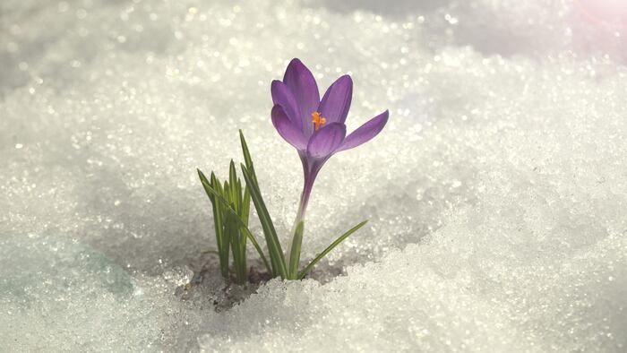 Crocus