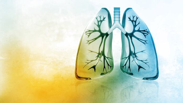 Lungs