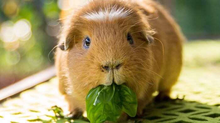 Guinea Pig