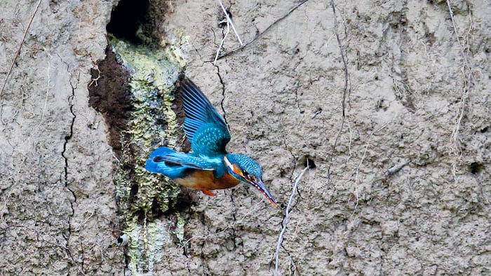 Close-up shot of the Kingfisher flying from the nest. Isolated bird in natural envirnment. Flying jewel. Common Kingfisher, Alcedo atthis, - Image