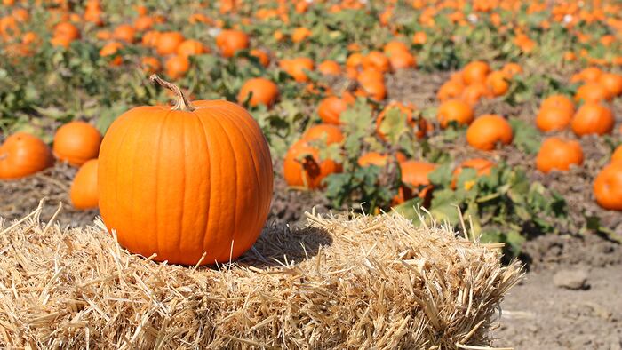pumpkin