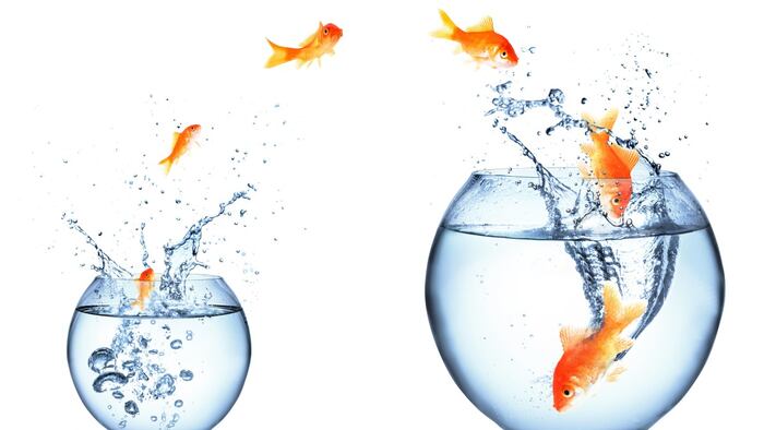 Goldfish jumping from one bowl into another