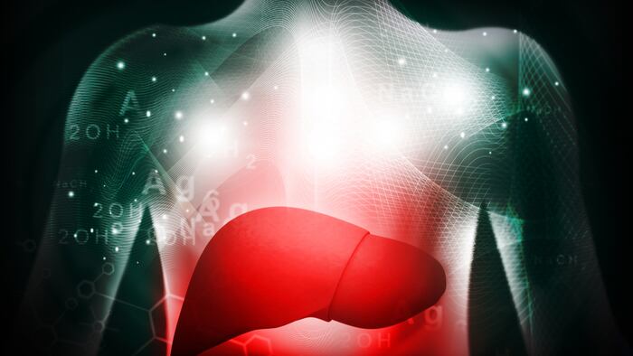Liver
