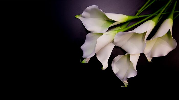 Lillys