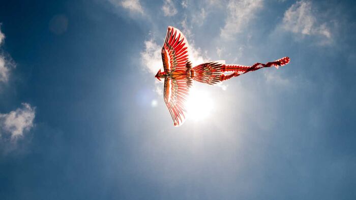 Phoenix flying high