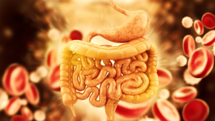 Digestive_System