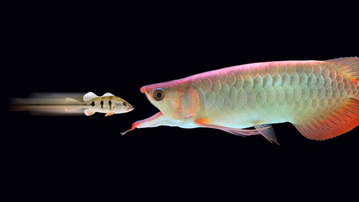 Big fish eats little fish