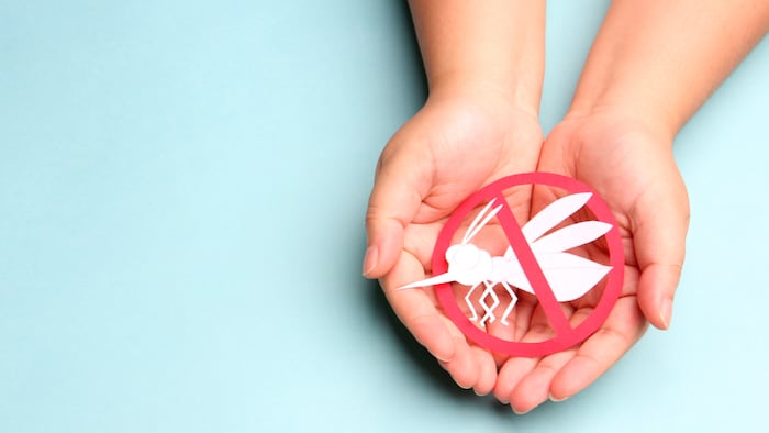 Hands holding paper No mosquito, bite for World malaria day with Stop mosquito sign for prevention of virus,dengue, chikungunya, Zika, Mayaro, Malaria, flavi ep