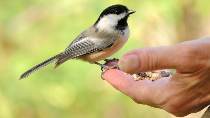 Chickadee