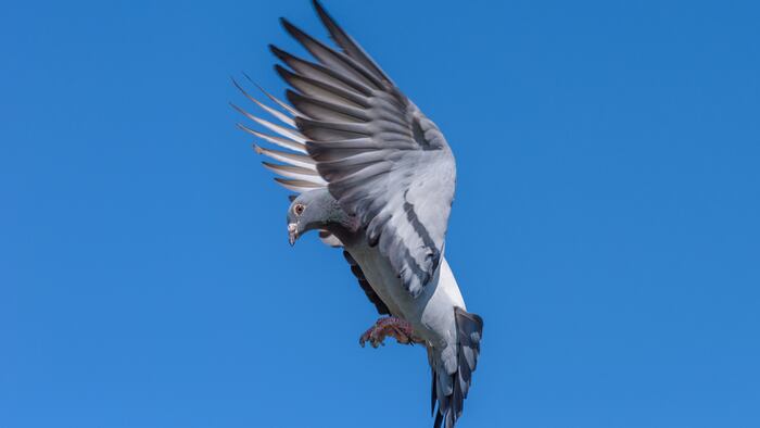 Pigeon
