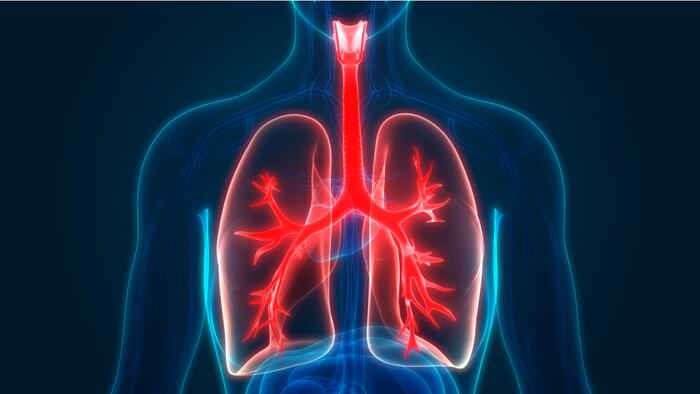 Lungs