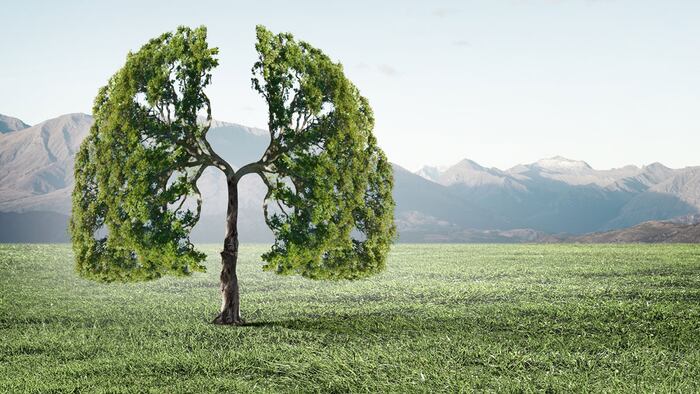 SC1608_HumanLungTree_1200x675