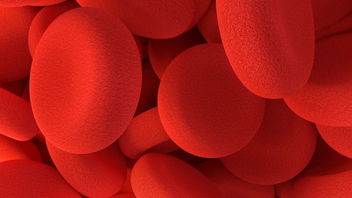 3D rendering of red blood cells