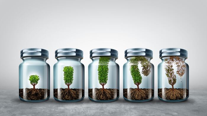 Tree in jar