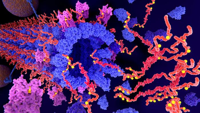 Tau Alzheimer's disease