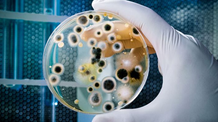 Petri dish
