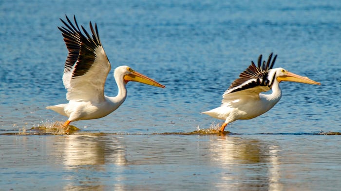 Pelicans