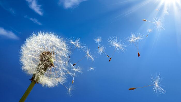 Dandelion