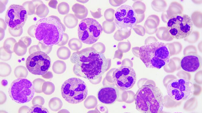 White blood cells in peripheral blood smear, Wright stain