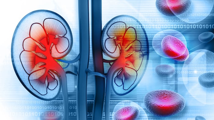 Kidneys