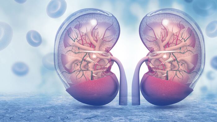 Kidneys